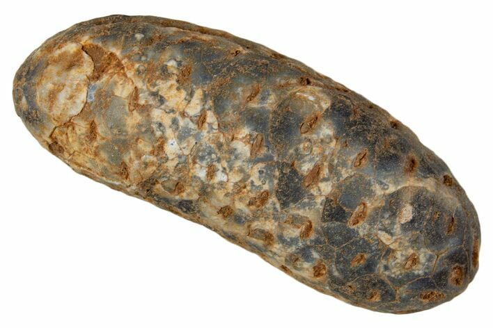 Fossil Cycadophyte Seed Cone - Boujdour, Morocco #339327